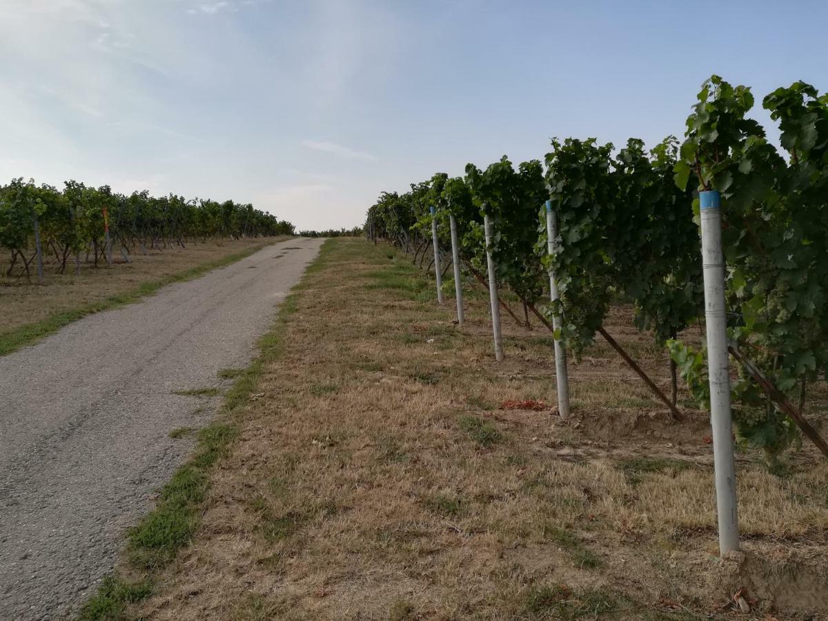 Ferienwohnung Suedpfalz Weingarten  Luaran gambar
